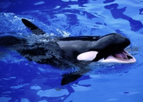 โลกสวยๆ ใต้ท้องทะเล -2-