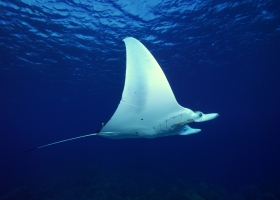 Deep Blue Sea Wallpapers 1