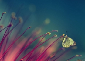 ผีเสื้อดอมดมชมดอกไม้