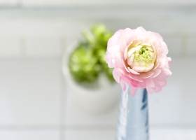 Beautiful Flowers Wallpapers 45