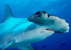 Deep Blue Sea Wallpapers 6