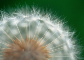 Wonderful Nature Wide Screen Wallpapers 13