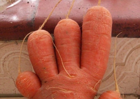 Can You Eat These Carrots