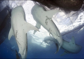 ช๊อตเด็ด ปลาฉลามวาฬ กำลังดูดกินปลากะตัก