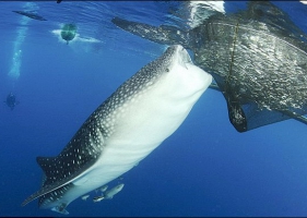 ช๊อตเด็ด ปลาฉลามวาฬ กำลังดูดกินปลากะตัก