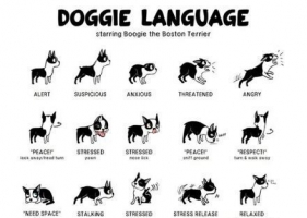 ภาษาสุนัข คนรักสุนัขควรสนใจ