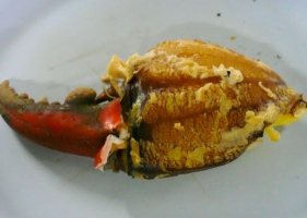 ปูทะเลเผา หอยนางรม กุ้งเผา ที่ "เรือนไทยซีฟู้ด" ปากน้ำ สุราษฎร์ธานี