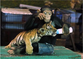 ภาพแห่งมิตรภาพ ลิงป้อนนมเสือ