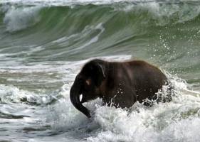 ช้างน้อยเล่นน้ำทะเลดูท่าทางคงสบายใจดีจัง