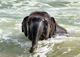 ช้างน้อยเล่นน้ำทะเลดูท่าทางคงสบายใจดีจัง