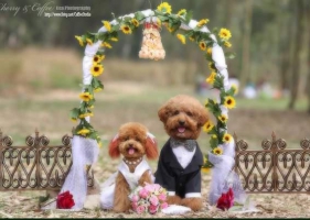 Wedding Dog งานแต่งน้องหมาแสนน่ารัก