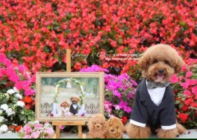 Wedding Dog งานแต่งน้องหมาแสนน่ารัก