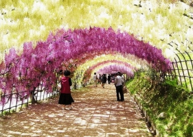 อุโมงค์ดอกไม้ Kawachi Fuji in Japan