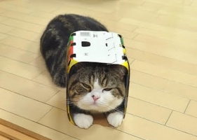 แมวมารุที่ดังที่สุดในญี่ปุ่น set-2