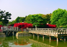 สวนดอก Azalea ที่ญี่ปุ่น