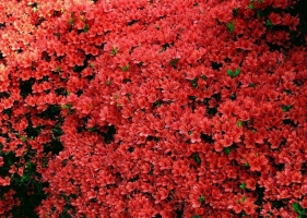 สวนดอก Azalea ที่ญี่ปุ่น