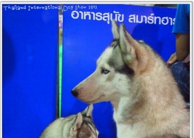 งาน Thailand International Dog Show 2012
