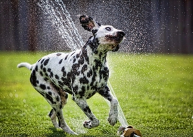 เฮฮา..หมาเล่นน้ำ