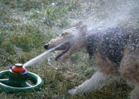 เฮฮา..หมาเล่นน้ำ