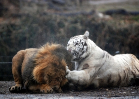 เสือขาว ความน่ารักในความดุร้าย