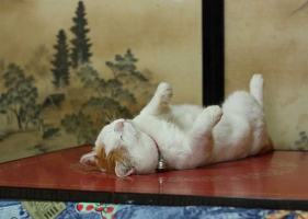Neko Shiro แมวน้อยผู้น่ารัก