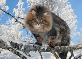 แมวไซบีเรียนแมวแห่งดินแดนหิมะ