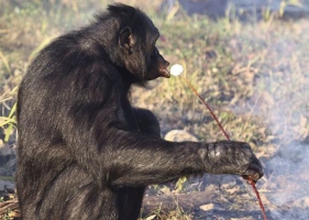 Kanzi ชิมแปนซีแสนรู้ทำอาหารกินเองได้