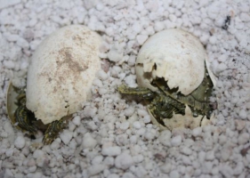 เต่าสองหัว สัตว์หายากในสวนสัตว์ เท็กซัส