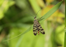 Mecoptera แมลงแมงป่อง -1-
