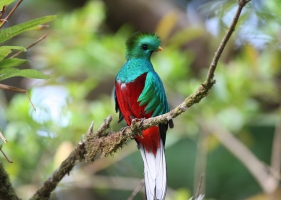 นกขุนแผนมรกต (Resplendent Quetzal) -1-