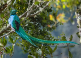 นกขุนแผนมรกต (Resplendent Quetzal) -1-