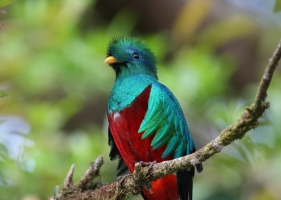 นกขุนแผนมรกต (Resplendent Quetzal) -2-
