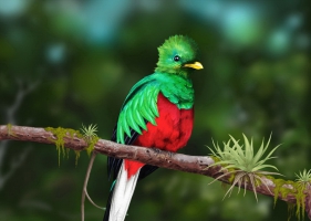 นกขุนแผนมรกต (Resplendent Quetzal) -2-