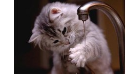 A: ทำไมแมวไม่ชอบน้ำ