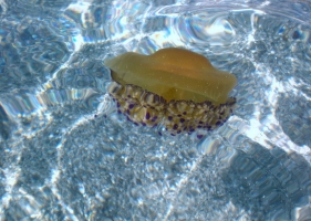 แมงกะพรุนไข่ดาว (fried egg jellyfish) -1-
