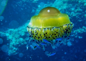 แมงกะพรุนไข่ดาว (fried egg jellyfish) -2-