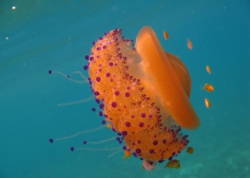 แมงกะพรุนไข่ดาว (fried egg jellyfish) -2-