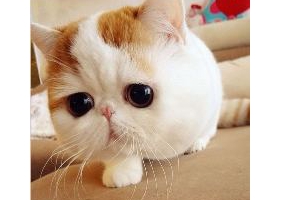 A: Snoopybabe แมวที่โด่งดังในอินเตอร์เน็ทจากประเทศจีน