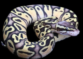 A: งูลายสวย สีสันสวยงามแต่อันตรายร้ายเหลือ