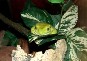 A: กบไวท์ทรี White’s Tree Frog รูปร่างแปลกตา ไม่เหมือนใคร