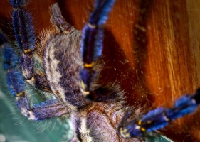A: Poecilotheria metallica แมงมุมสีน้ำเงิน