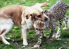 A: ภาพน่ารัก มิตรภาพของ หมา กับ เสือชีตาร์