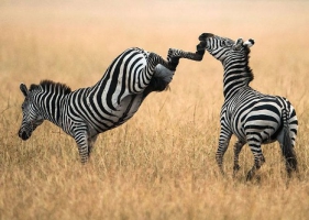 A: ชมภาพถ่ายสัตว์ สวยๆ จาก National Geographic