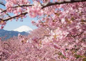 A: รวมภาพดอกซากุระสวยๆ ญี่ปุ่น ในปี 2014