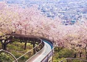 A: รวมภาพดอกซากุระสวยๆ ญี่ปุ่น ในปี 2014