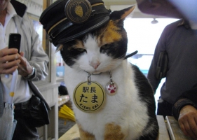 สถานีรถไฟ ของคนรักแมว