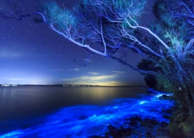 A:ตระการตา แพลงก์ตอนเรืองแสงสีฟ้าที่ชายหาดออสเตรเลีย
