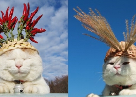 A:  ภาพความน่ารักของเจ้าแมว ชิโร (แมวตะกร้า) ระวังจะเผลอยิ้มโดยไม่รู้ตัว