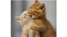 A:5 วิธีที่แมวแสดงความรักต่อคุณ