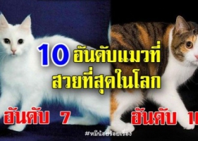 A:10 อันดับแมวที่สวยที่สุดในโลก